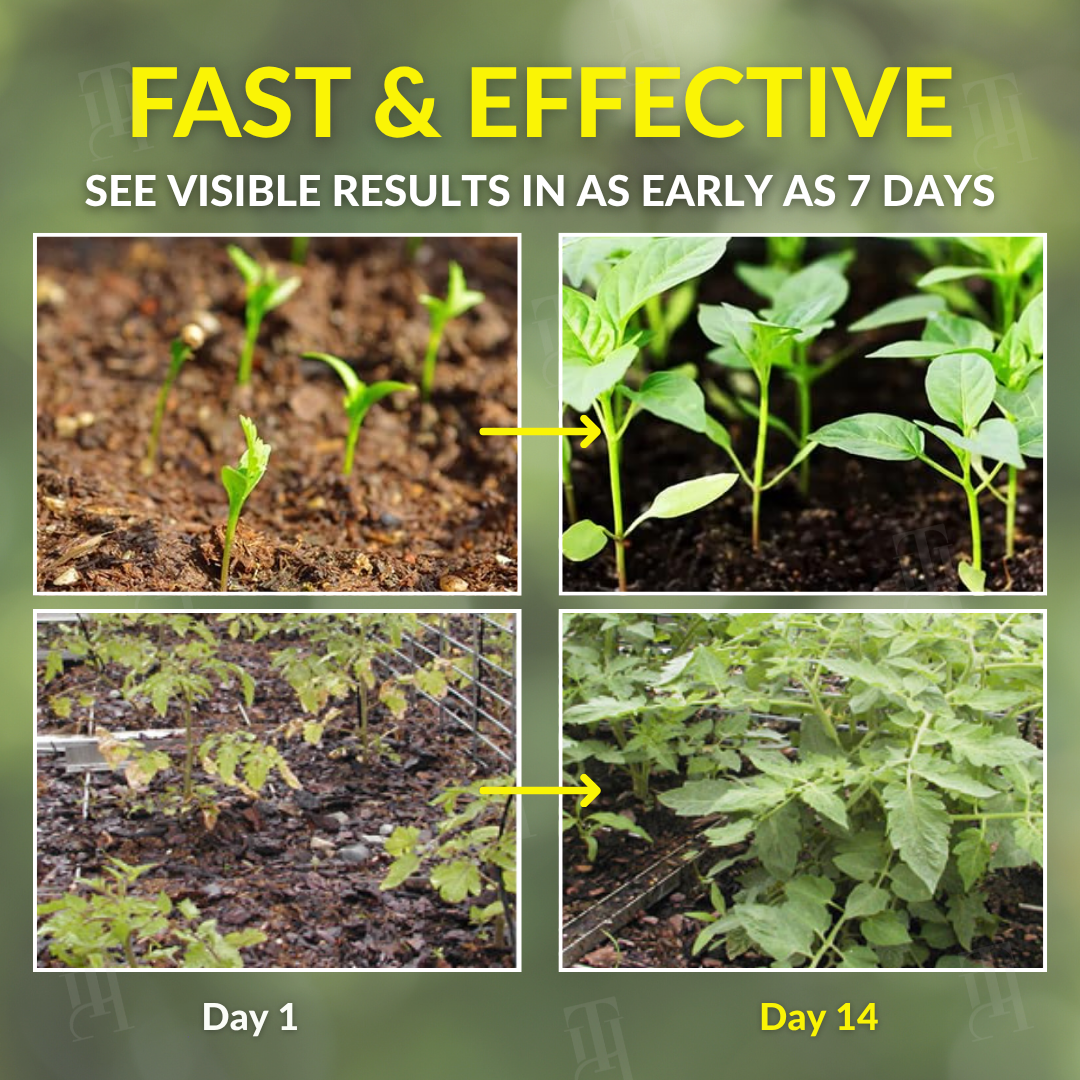 🌱 Addresses Root Causes🌟 Official Store | AEXZR® 2 in 1 Vita-Enzyme Solution